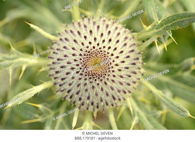 Upside view of the bud of the Woolly Thistle