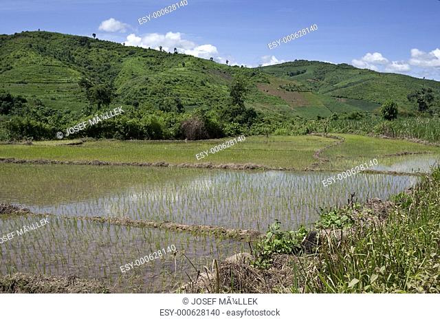 Reisfeld in Laos, Asien