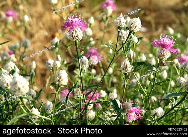 Centaurea deusta is a medicinal perennial plant native to eastern Europe. This photo was taken in Croatia