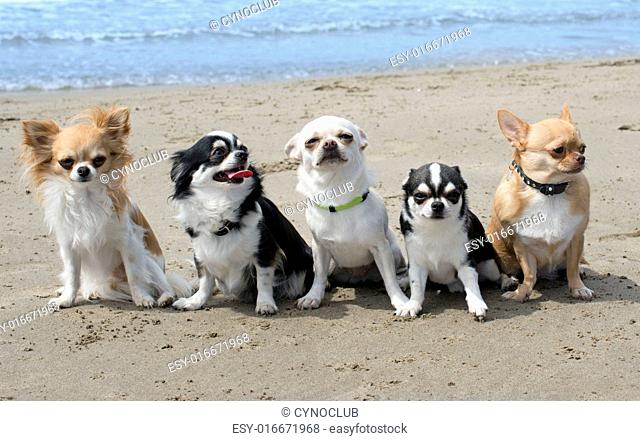 five chihuahuas sitting together on a beach