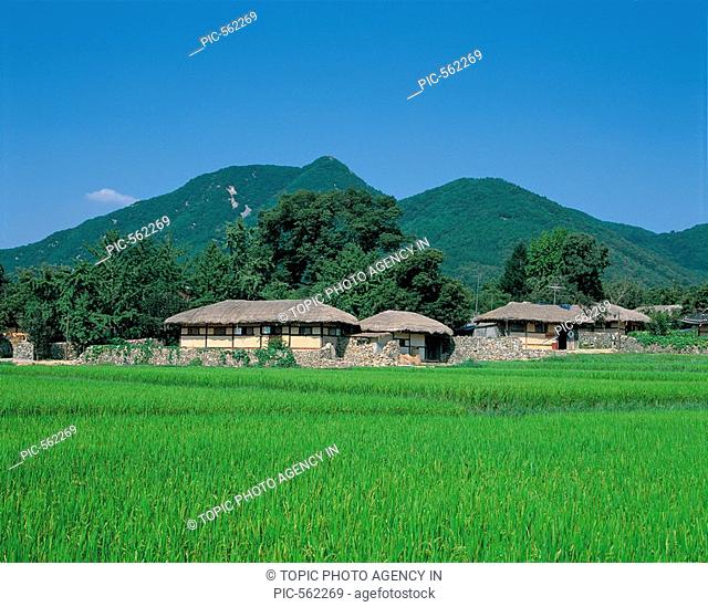 Rice Field, Chungnam, Korea