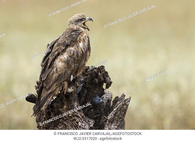 Black Kite (Milvus migrans), perched and yawning in a pasture in Extremadura, Spain