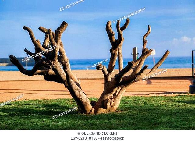 Tree with cut branches at the beach