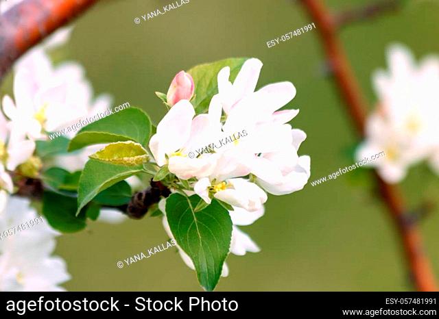 White flowers and pink buds on an Apple tree branch in spring bloom full of bright light as the warm season of the garden concept