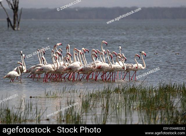 small flock of Greater flamingo going in shallow water oesar nakuru in Kenya