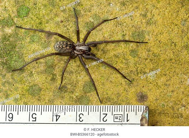 giant European house spider, giant house spider, larger house spider, cobweb spider (Tegenaria gigantea, Tegenaria atrica), female, Germany
