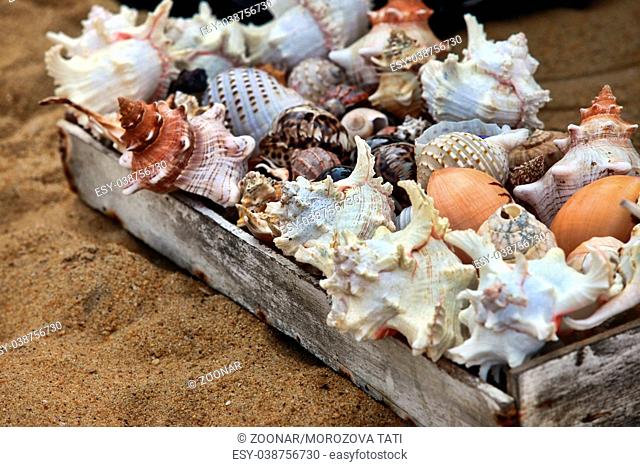 Different seashell are sold on a beach