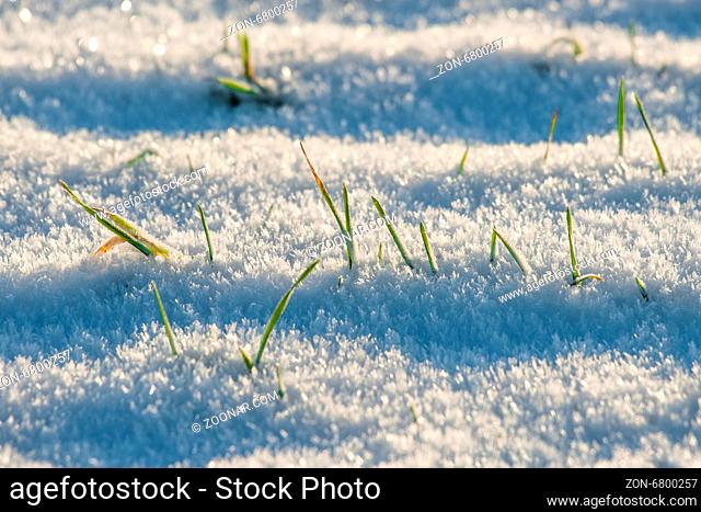 Green grass in white snow