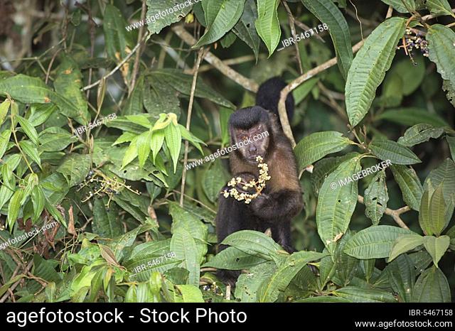 Tufted capuchin (Cebus apella), Hooded Capuchin, Capuchins, Monkeys, Capuchins, Primates, Mammals, Animals, Tufted Capuchin also known as Brown Capuchin