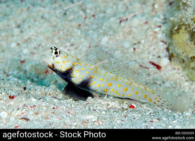 Partner goby, spotted prawn goby (Amblyeleotris guttata), Other animals, Fish, Animals, Gobies, Spotted shrimp goby adult, resting on sand at burrow entrance