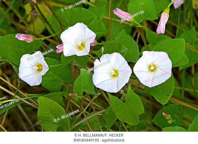 field bindweed, field morning-glory, small bindweed (Convolvulus arvensis), blooming, Germany
