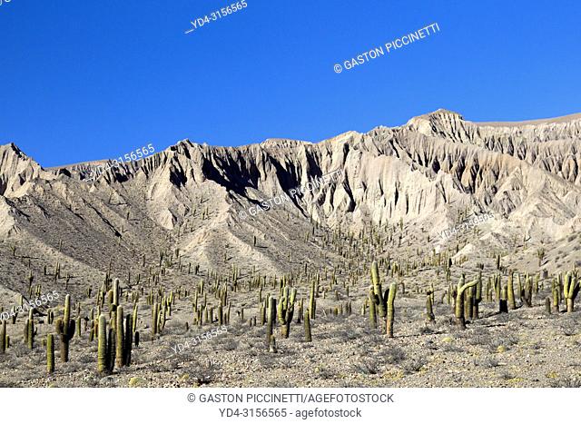 Cactus, (Echinopsis atacamensis), known in South America as cardos or cardones, Quebrada del Toro, National Route 51, La Puna, Salta, North West, Argentina