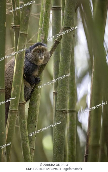 Golden Monkey, Cercopithecus kandti, Volcanoes National Park in Kinigi, Rwanda, July 12, 2018. (CTK Photo/Ondrej Zaruba)