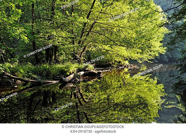 Alder trees on the Sioule River banks, Puy-de-Dome department, Auvergne-Rhone-Alpes region, France, Europe