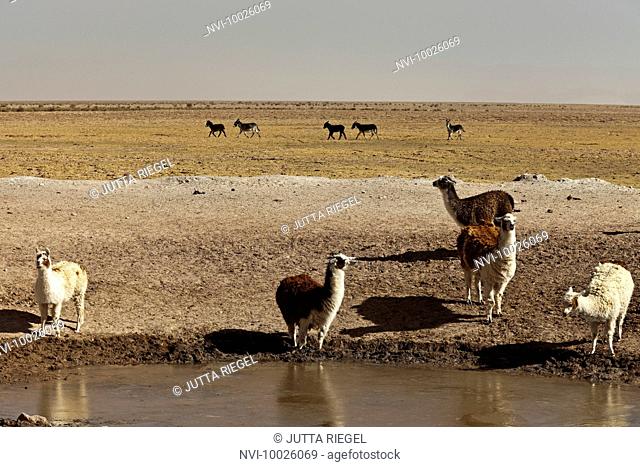 Lamas in the Puna Desert, Salta Province, Argentina, South America