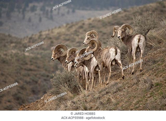 California Bighorn Sheep, Ovis canadensis californiana, Kamloops, BC, Canada