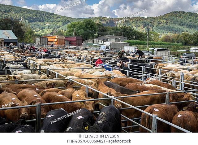 Livestock market, beef cattle in pens ready for sale, Llanrwst Cattle Mart, Llanrwst, Conwy, North Wales, October