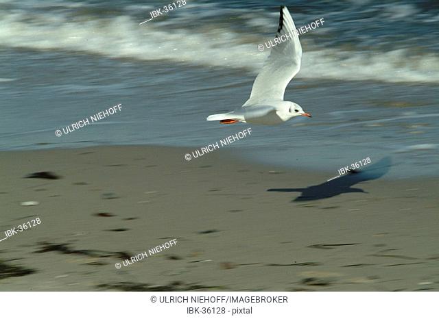 Black-headed gull (Larus ridibundus)