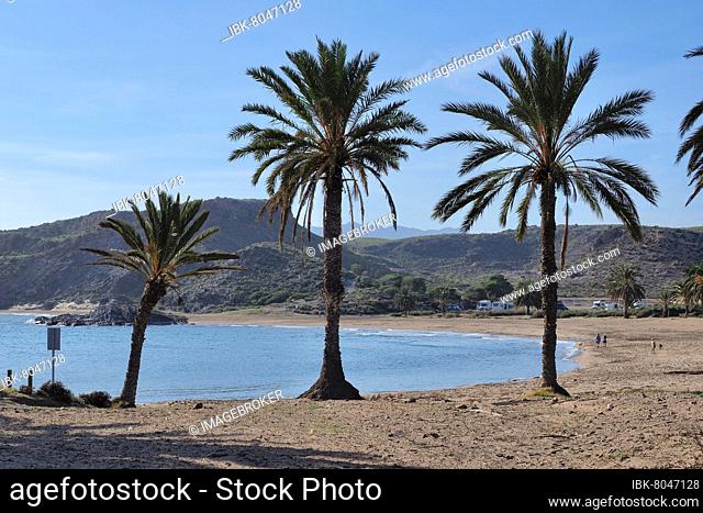 The Snake Bay (Playa Percheles) near Mazarron with palm trees, mountains behind, free parking space for motorhomes, Murcia, Spain, Europe