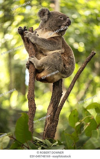 Cute Australian Koala in a tree resting during the day