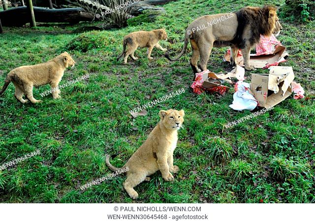 Here comes Santa Paws: Rana the male lion having a rip roaring Christmas whilst opening the lions share of his presents from his partner Kanha and triplet cubs...