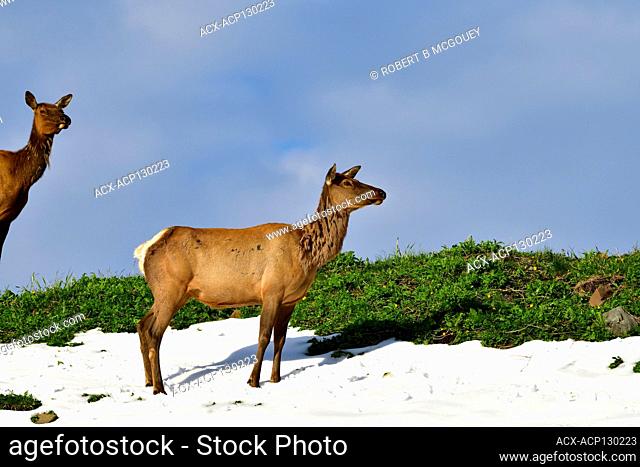 Two female elk 'Cervus elaphus'; standing on a ridge line that has some summer snow still covering the green summer vegetation in rural Alberta, Canada