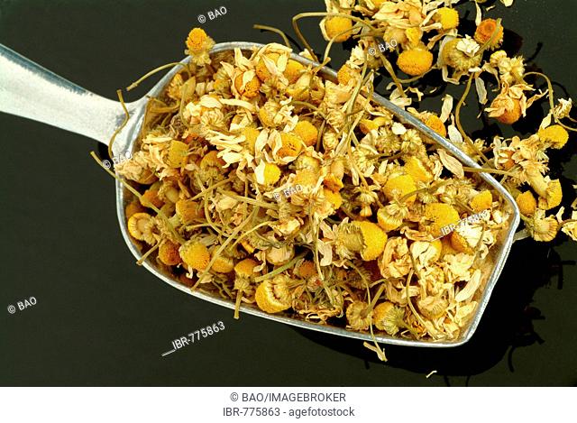 Dried German Chamomile flowers (Chamomilla recutita, Matricaria chamomilla, Matricaria recutita) in a measuring spoon, medicinal plant