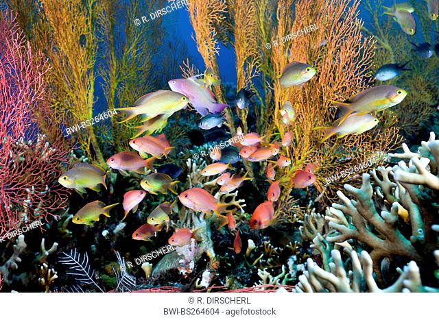Orange sea perch, Sea goldie, Lyretail coralfish, Lyretail anthias, Harem Flag Basslet (Anthias squamipinnis, Pseudanthias squamipinnis), Anthias in Coral Reef