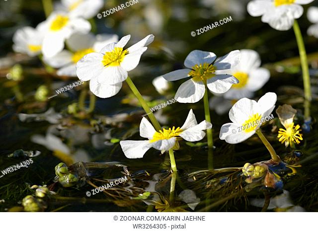 Gewoehnlicher Wasserhahnenfuss in der Spree. Ranunculus aquatilis ( common water-crowfoot, white water-crowfoot )