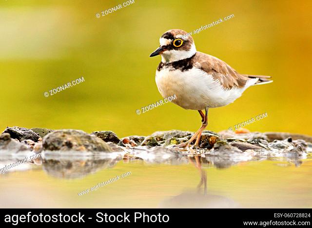 Wild little ringed plover, charadrius dubius, walking on rocks of riverbank with reflection on water in summer nature. Horizontal symmetrical image of wading...