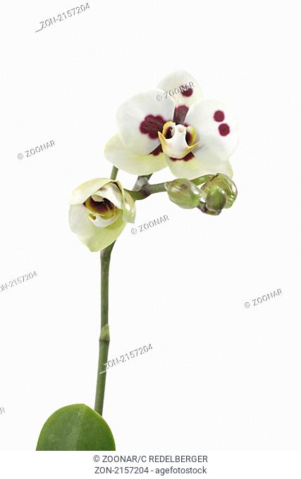 Dendrobium orchid Compactum blue torch idea Phalae