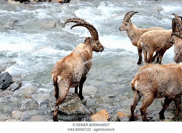 Capricorn, mountain goat, cloven-hoofed animal, ruminant, horn-rimmed bearer, Bovidae, Boviden, goats, goat-like, Capra ibex, mountains, horns, horns, animals