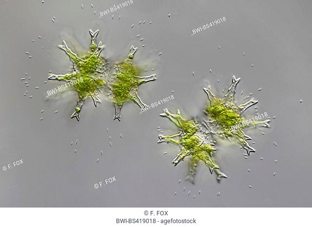 desmid (Staurastrum arctiscon)