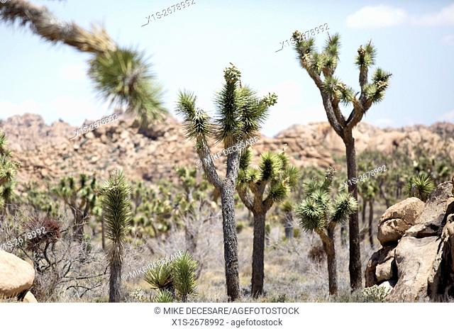 Joshua Tree National Park straddles two deserts in Southern California and is famous for its unusual looking, twisted, bristled, trees