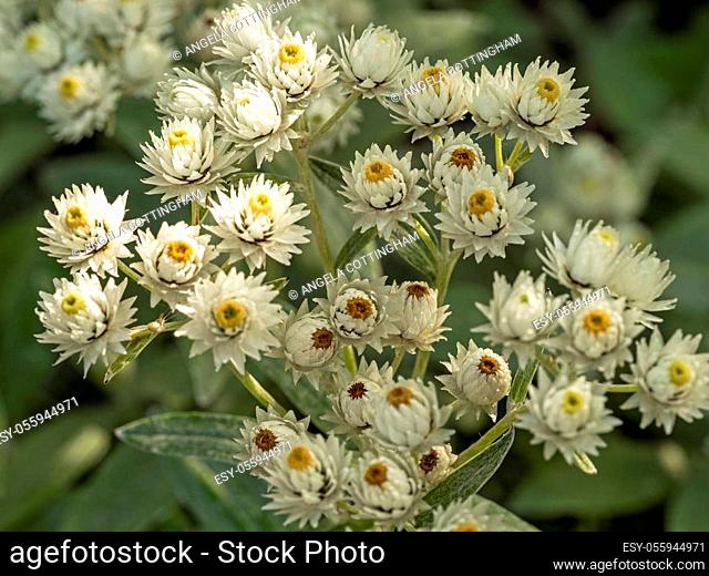Opening white flowers and buds of Anaphalis nepalensis monocephala, known as pearly everlasting