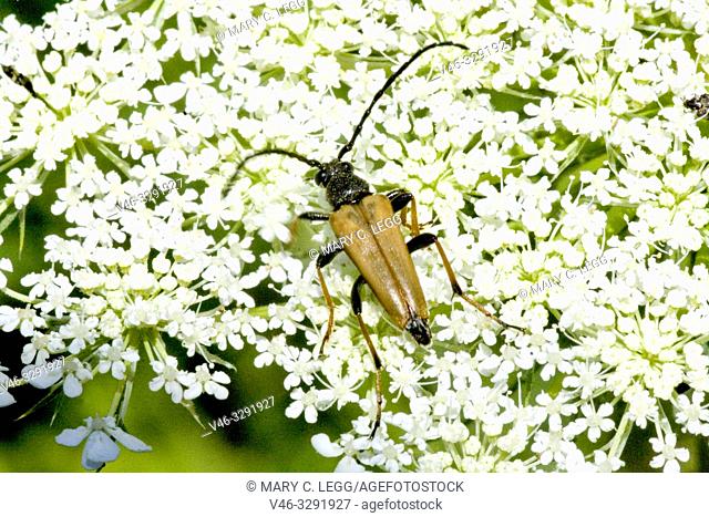 Longhorn Beetle, Anastrangalia dubia. Longhorn beetle with long narrow body with chestnut elytra that are sharply tapered. Size: 8-16mm
