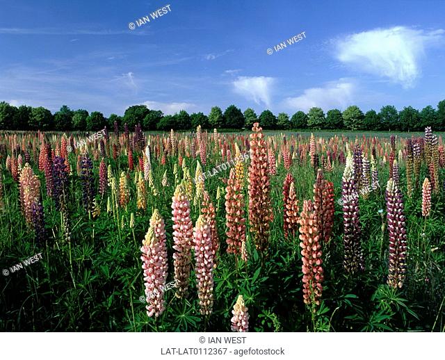 Commercial crops of herbaeceous plants growing in a field. Tall spires of Lupinus polyphyllus lupins with red pink and white flowers