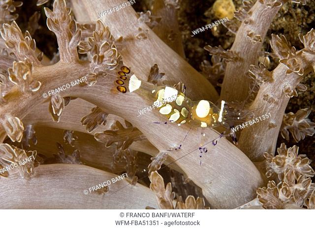 commensal shrimp on branching anemone, Periclimenes brevicarpalis, Actinodendron plumosum, Dumaguete, Apo Island, Negros, Philippines