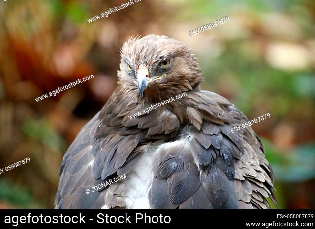 A Lesser Spotted Eagle in the National Park Bavarian Forest