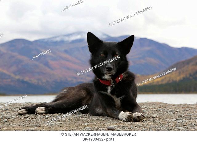 Sled dog, mix breed sprint, long distance dog, Alaskan Husky, resting, autumn, near Fish Lake, Yukon Territory, Canada