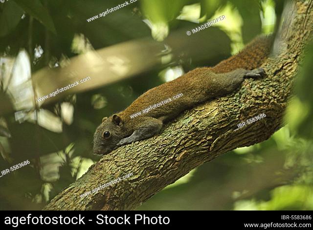 Adult grey-bellied squirrel (Callosciurus caniceps), flattened on branch during territorial conflict, Taman Negara N. P. Titiwangsa Mountains, Malay Peninsula