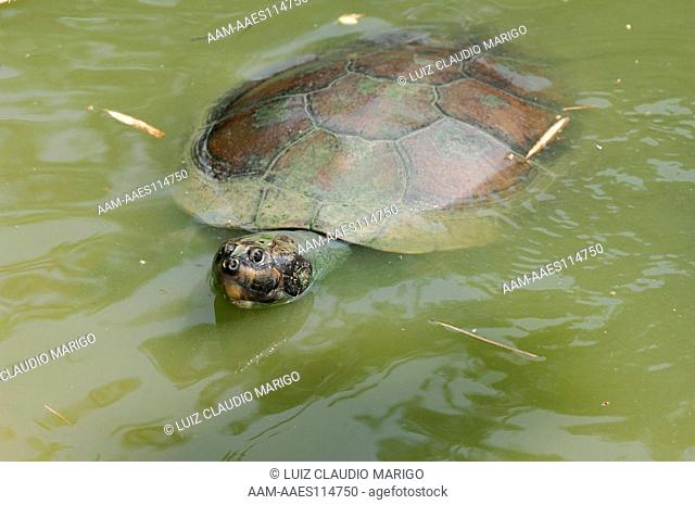 Amazon River Turtle (Podocnemis expansa) at INPA - National Institute for Research of the Amazon, Manaus city, Amazonas State, Brazil