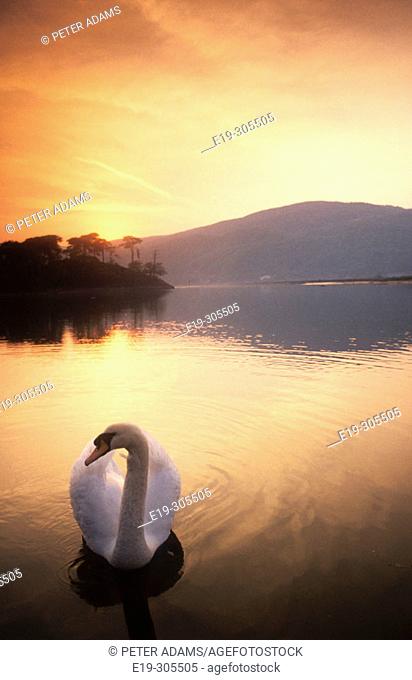 Swan on Dolgellan. Wales, UK