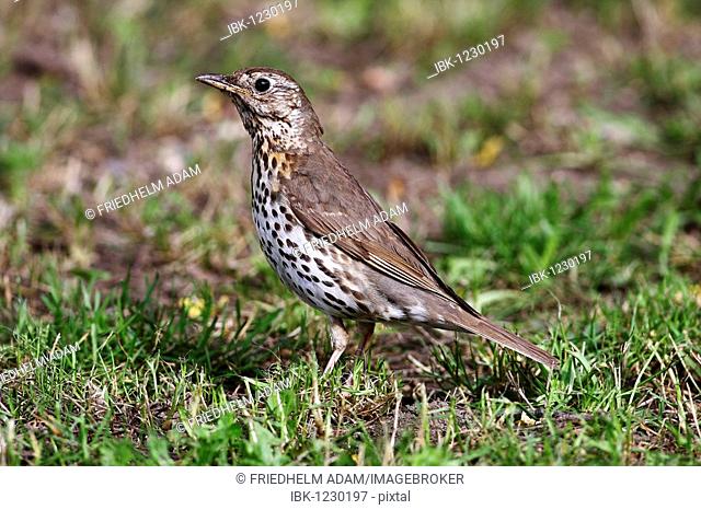 Song Thrush(Turdus philomelos) looking for food on the ground