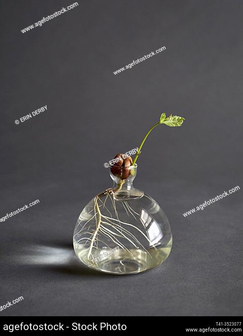 A clear glass vase holding water and growing an oak tree from a seedling