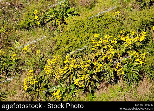 Sow thistles Sonchus hierrensis in bloom. Orone Protected Landscape. La Gomera. Canary Islands. Spain
