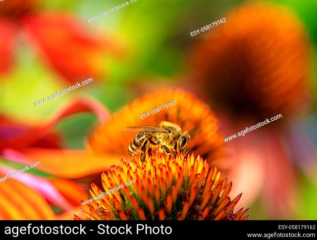 Macro of a bee collecting nectar at a coneflower blossom
