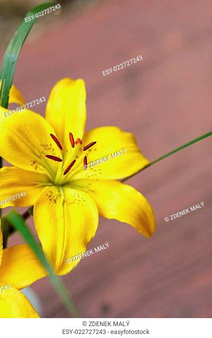 Detail of flowering yellow lily