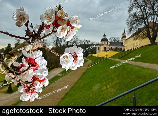 24 March 2023, Brandenburg, Neuzelle: An apricot tree blooms in the monastery garden of the Neuzelle Abbey Foundation with the Protestant church of Neuzelle...