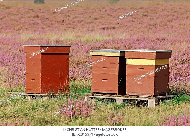 Beehives in a blossoming heath, Gelderland, Netherlands, Europe